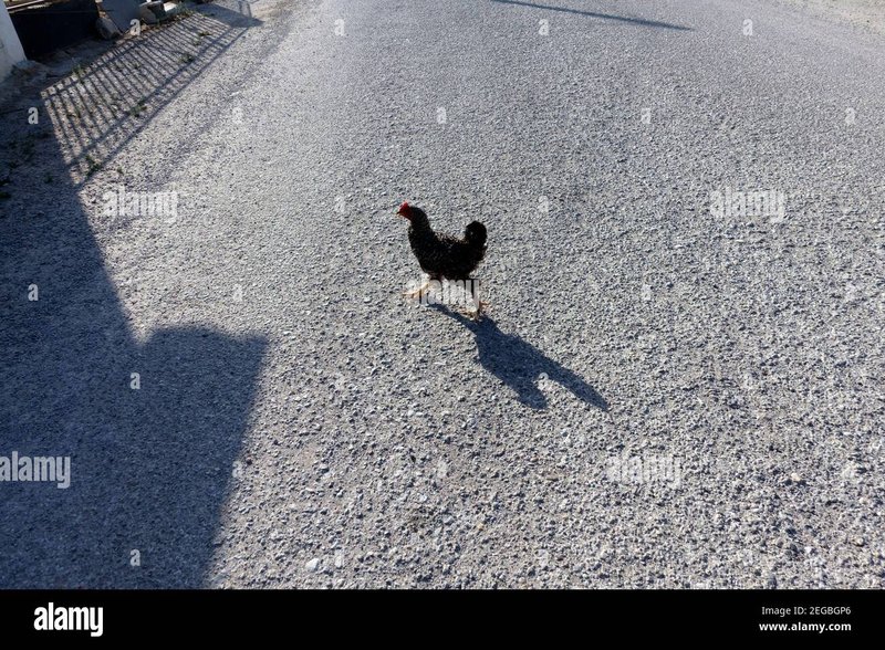 Chicken road gokkast, chicken road online